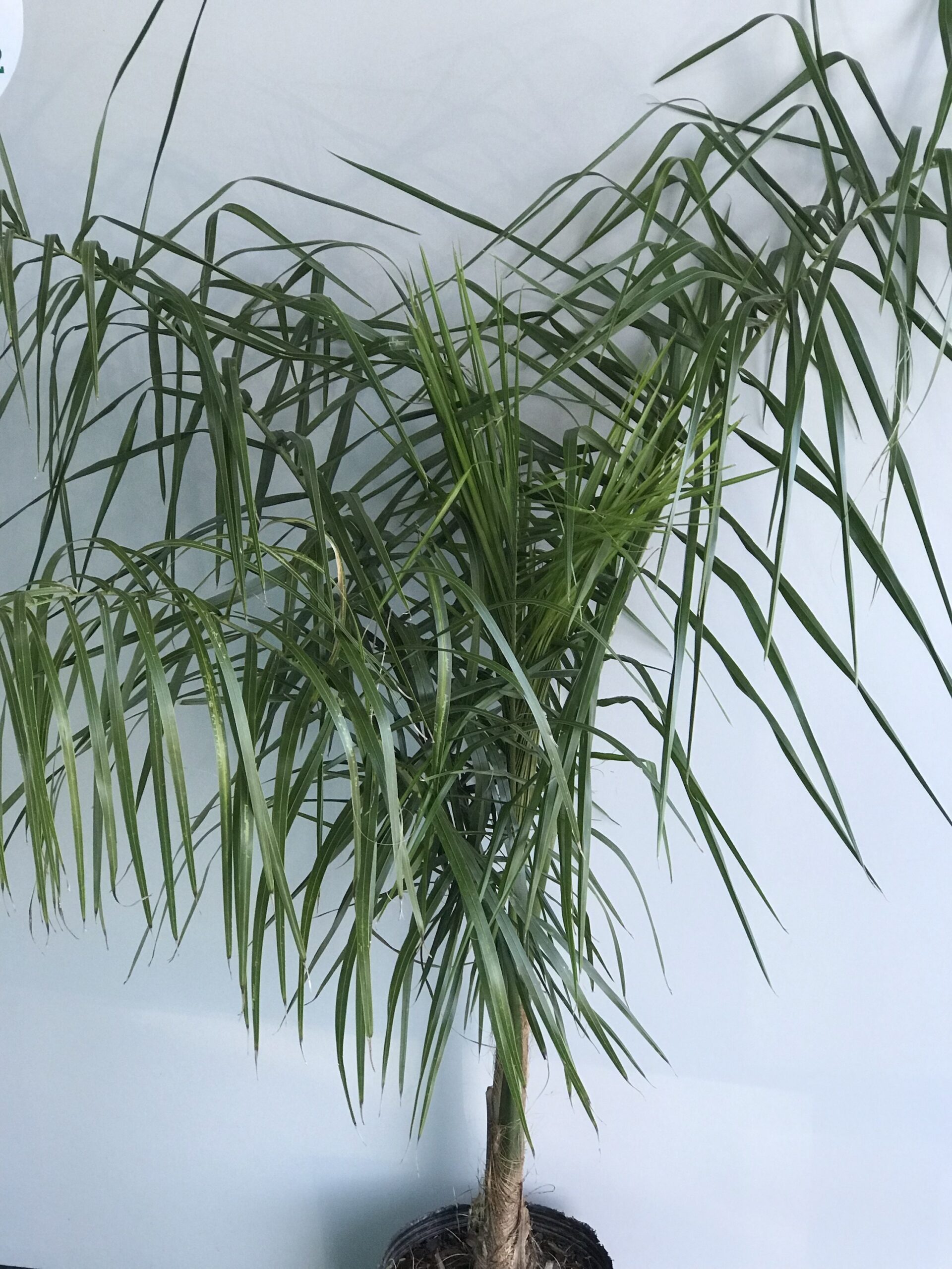 Palmera Pindo Vivero Mar Del Plata