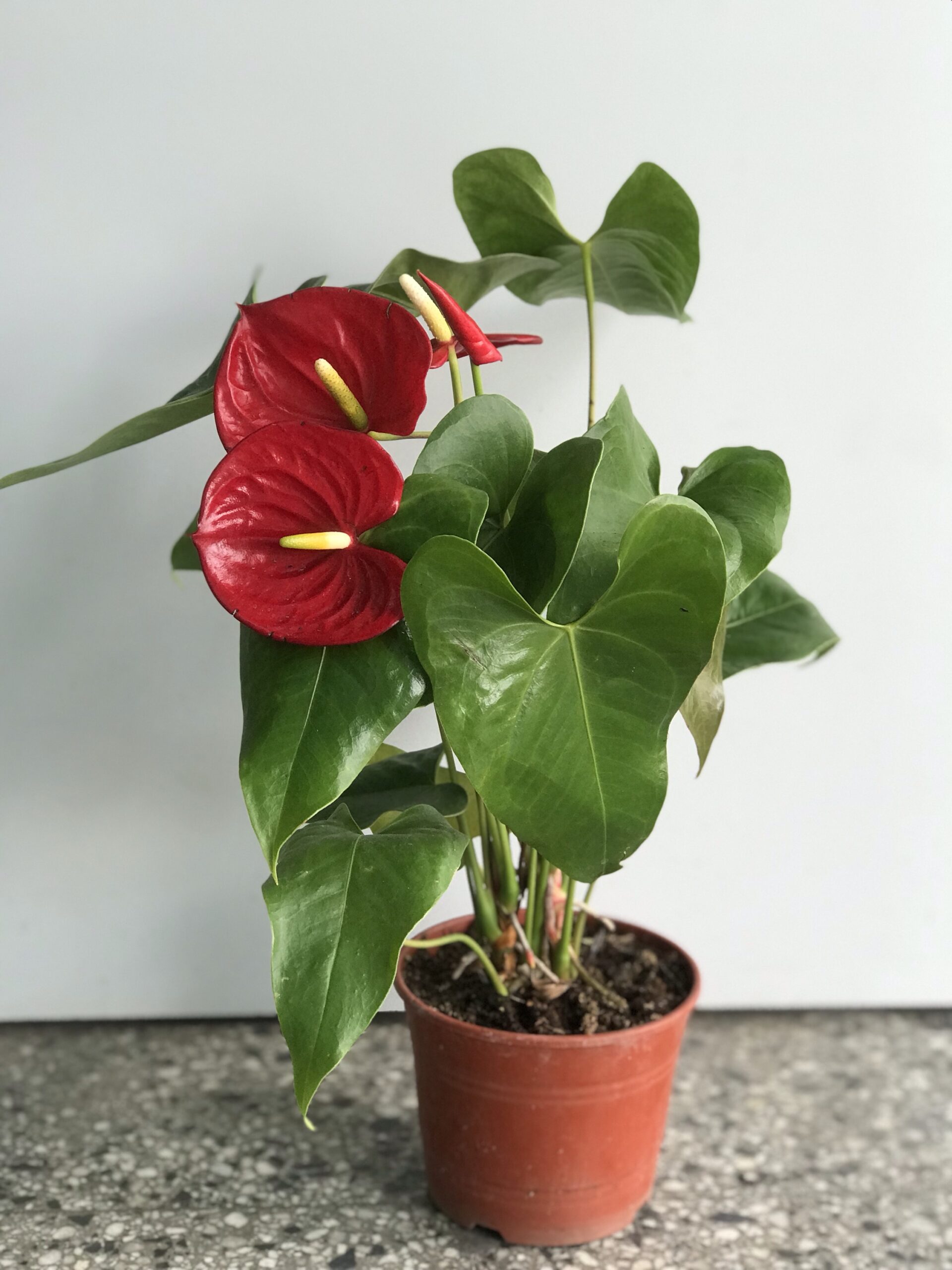 Anthurium Vivero Mar Del Plata