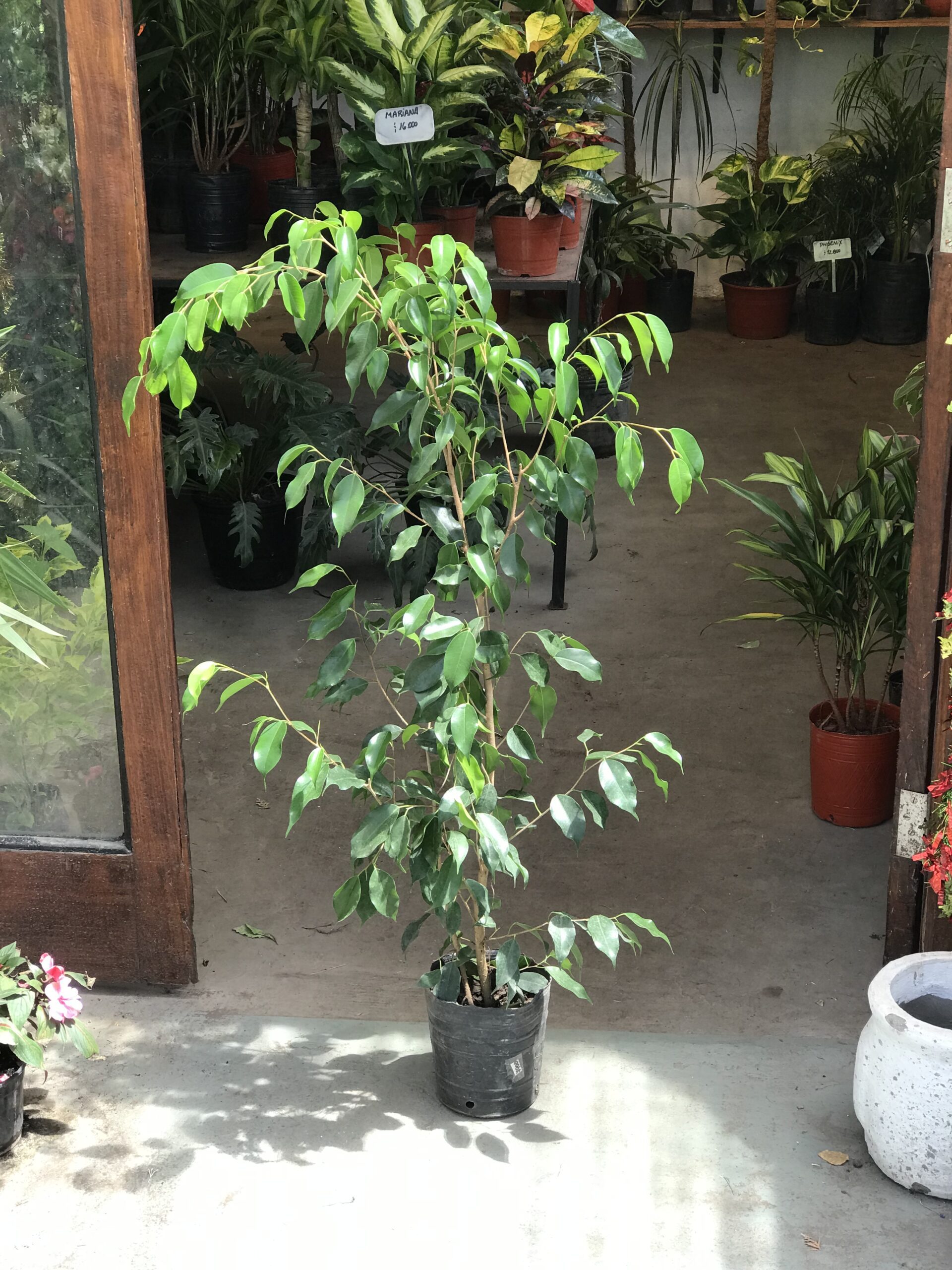 Ficus Clasico Vivero Mar Del Plata