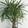 Palmera Rafi - Image 2