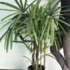 Palmera Rafi - Image 3