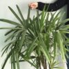 Palmera Rafi