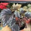 Begonia Rex