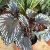 Begonia Rex - Image 2