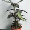 Calathea Mil Rayas - Image 2