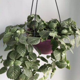 Fitonia Colgante