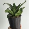 Sansiveria Enana