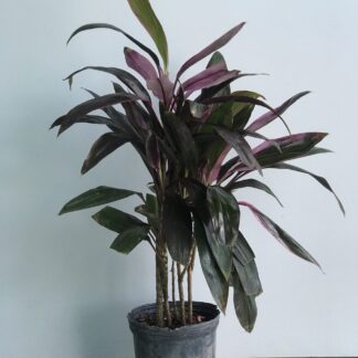 Dracena Rubra