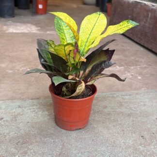 Croton Monalisa Junior