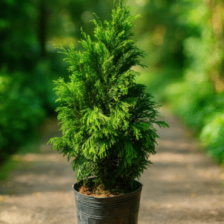 Pino Thuja Chica 3lts