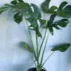 Monstera - Image 4