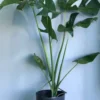 Monstera - Image 3