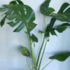 Monstera - Image 2