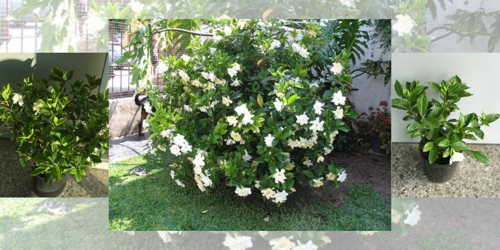 Planta Gardenia o Jazmin del Cabo en patio y maceta