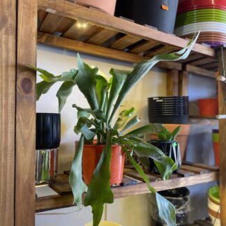 Platicerium (Cuerno de Alce)