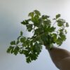 Rhoicissus Mediano - Image 2