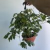 Rhoicissus Colgantes - Image 3