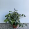 Rhoicissus Colgantes