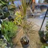Marginata Tricolor Grande - Image 3