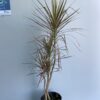 Marginata Tricolor Grande