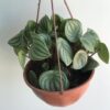 Peperomnia sandia colgante - Image 2
