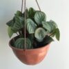 Peperomnia sandia colgante