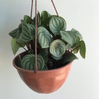 Peperomnia sandia colgante
