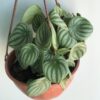 Peperomnia sandia colgante - Image 3