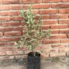 Eugenia Myrtifolia Variegada - Image 2