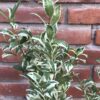 Eugenia Myrtifolia Variegada