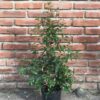 Eugenia Myrtifolia - Image 2