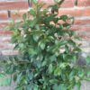 Eugenia Myrtifolia