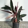 Calathea Stromanthe