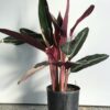 Calathea Stromanthe - Image 3