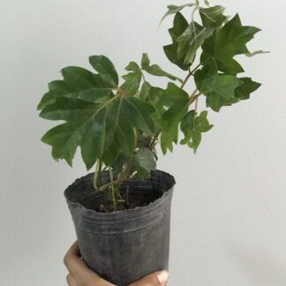 Rhoicissus Chico