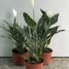 Spatyfilium Variegado - Image 3