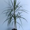 Marginata Junior - Image 3