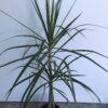 Marginata Junior - Image 2