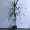 Marginata Junior