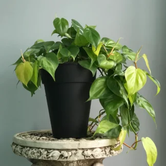 Combo Cordatum en Maceta Cónica N18