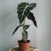 Alocasia Amazónicas