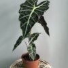 Alocasia Amazónicas - Image 2