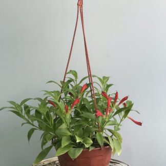 Columnea Aeschynanthus