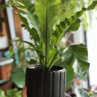 Maceta Surcos Verticales, Rectas