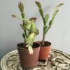 planta santa teresita