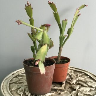 planta santa teresita