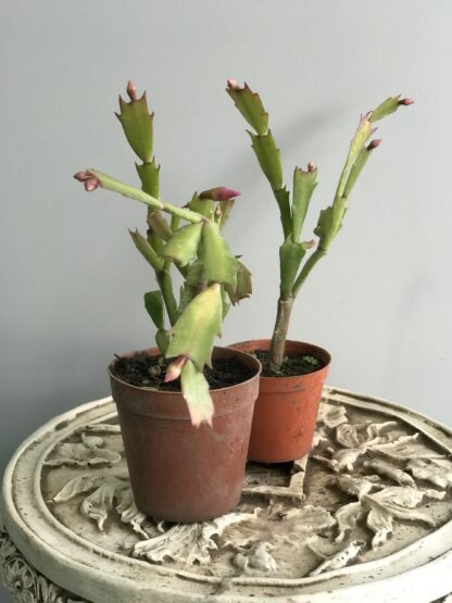 planta santa teresita