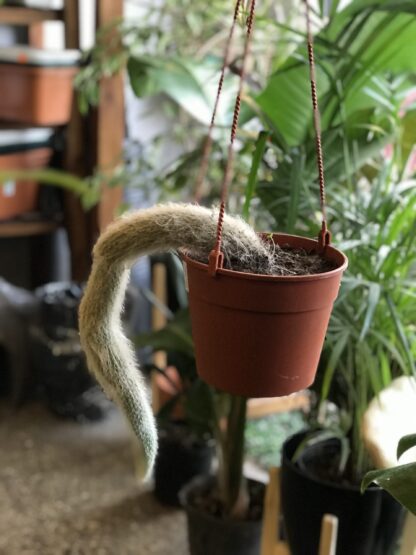 planta cactus cola de mono