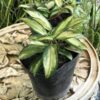 Hoya Carnosa Variegada m12