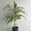 Dracena Warnekii Lemon Lime 3Lts - Image 2